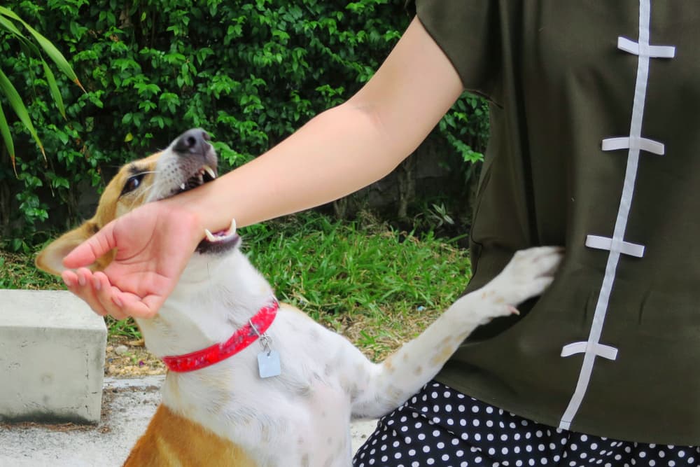 A soft focus image of a cute white and brown dog playfully biting its owner's hand. This behavior can be dangerous and may pose a risk of rabies infection, highlighting concerns for animal and human health care.