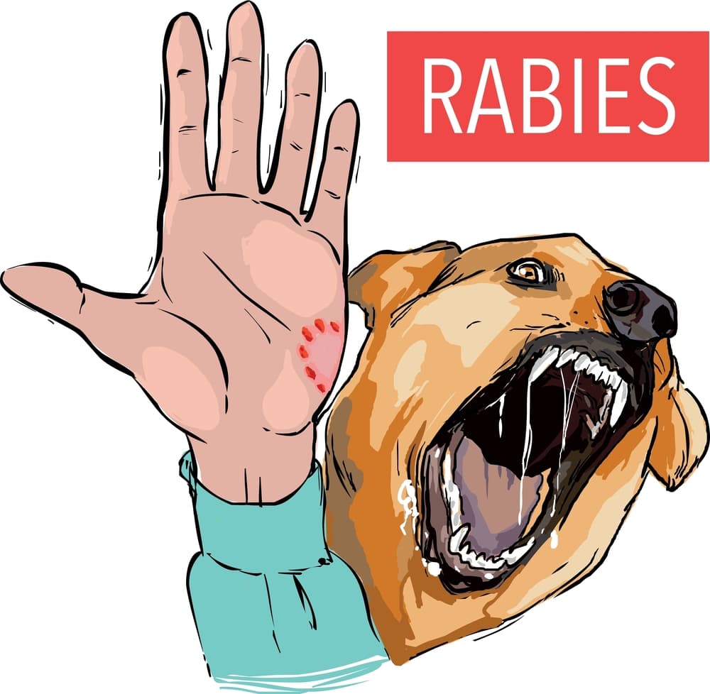 A dog bite from a sick animal can transmit the rabies virus.