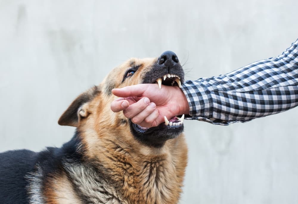 A male German shepherd bites a man by the hand.